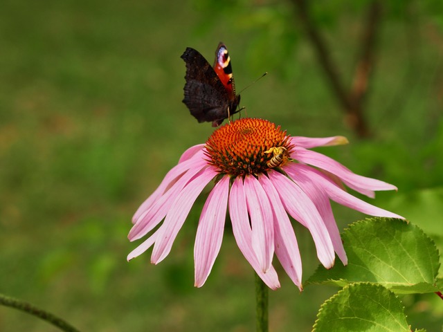 Blüte mit Schmetterling