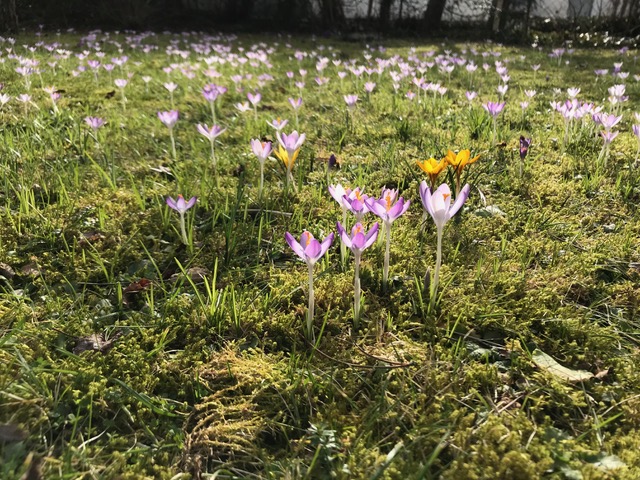 Blüte mit Schmetterling